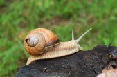 Snail (T&I?)