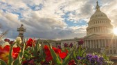 Spring in bloom at the United States Capitol Building