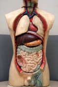 anatomicmodel
